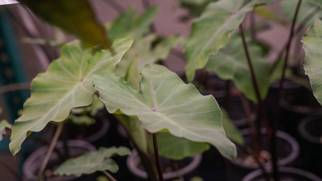 Heart-shaped green leaves with prominent veins and dark stems in black pots.