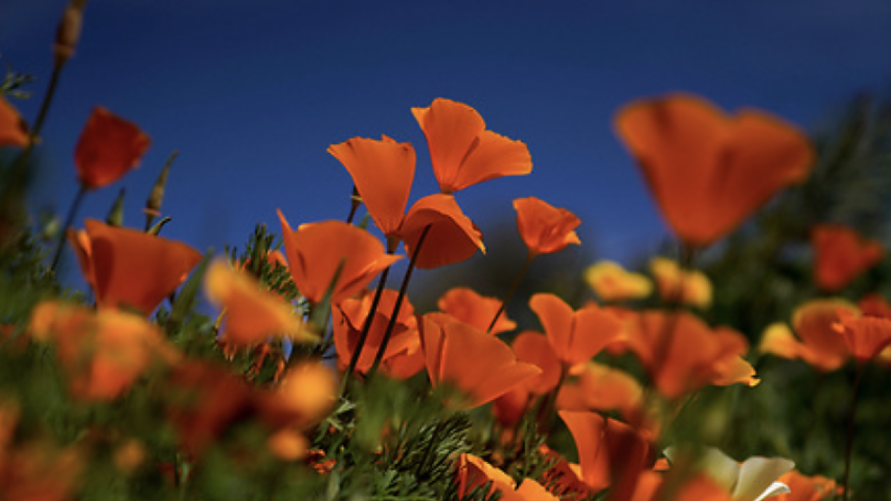 Bright orange California poppies in full bloom, standing tall against a deep blue sky on a sunny day.