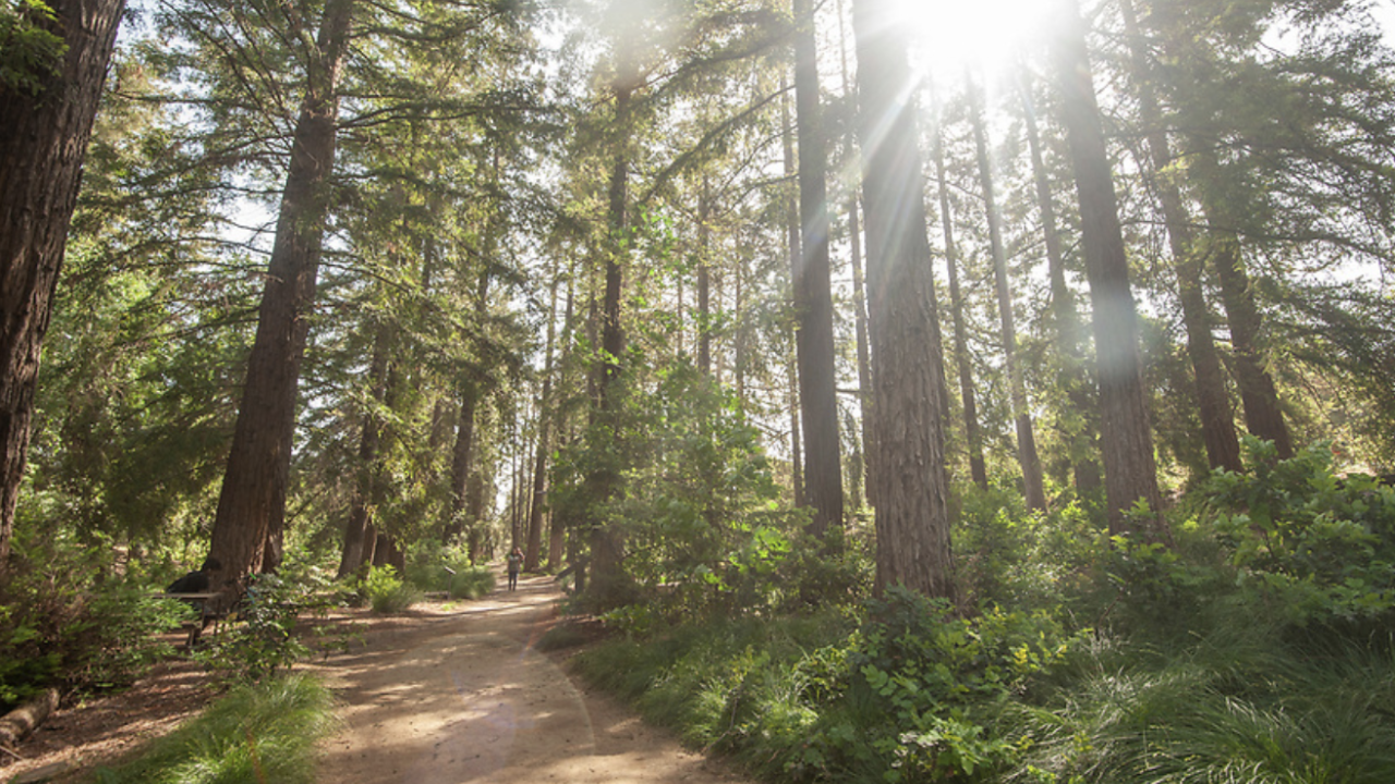 Sunlight streams through tall redwood trees along a dirt path surrounded by lush greenery in a forest.