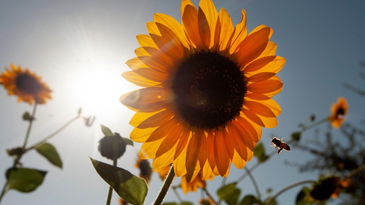Yellow sunflower