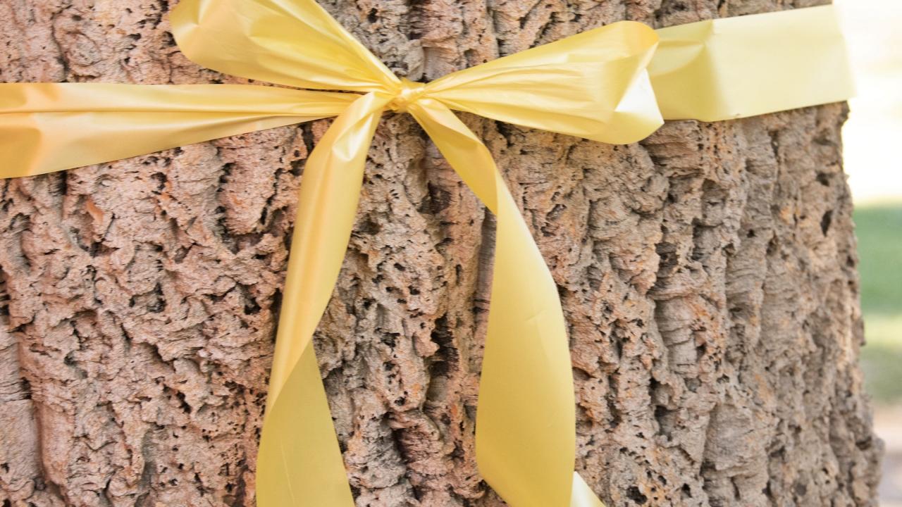 yellow ribbon around black oak tree trunk