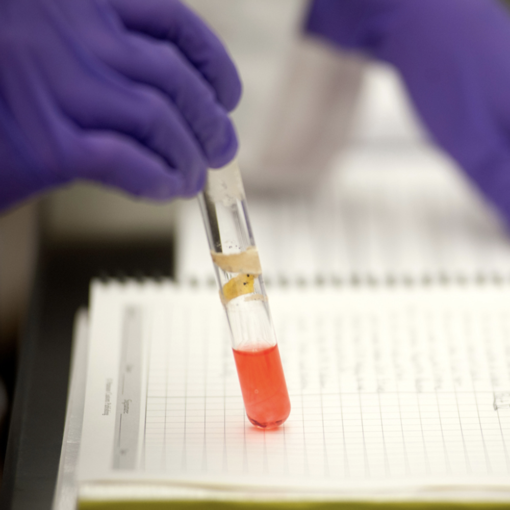 A person wearing purple gloves holds a test tube containing a red liquid above a lab notebook filled with handwritten notes and data tables.