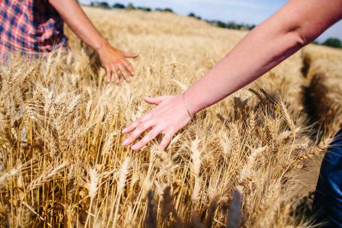 Two hands touching golden wheat in a field under a blue sky.