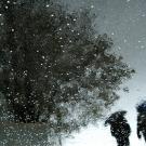 reflection in rain puddle of tree and walkers with umbrella