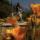 Close-up of vibrant orange California poppies in full bloom, with a person in the background standing beside a white bicycle on a sunny day.