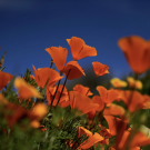 Bright orange California poppies in full bloom, standing tall against a deep blue sky on a sunny day.