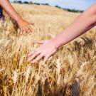 Two hands touching golden wheat in a field under a blue sky.