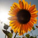 Yellow sunflower